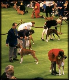 1999 Westminster Kennel Club